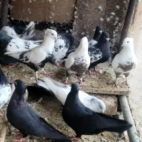 کفترکله سیاه دمبی سینه ای قیل کله ای سبز رنگی