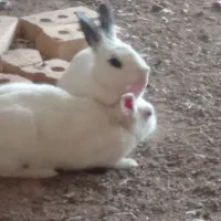 دوتا خرگوش زبل زیبا قیمت دوتاش 500|موش و خرگوش|سراب, |دیوار