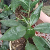 گل حسن یوسف و...|گل و گیاه طبیعی|مشهد, میان ولایت|دیوار