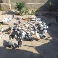 دسته چهل تایی کفتر رنگی