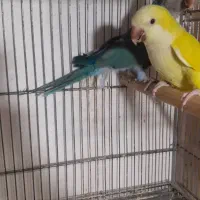 جوجه راهب و گرینچیک سرلاکی جفت راهب و راهب ماده