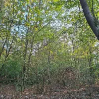 فروش فوری زمین