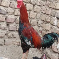 خروس نسل دار و مرغ افغانی