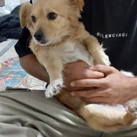 سگ پاکوتاه خانگی|سگ|بجنورد, |دیوار