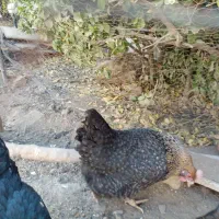 مرغ خانگی تخمگذار چاق برا خون کردنم خوبه|حیوانات مزرعه|مشهد, ویلاشهر|دیوار