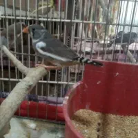 فنچ زبرا نر و ماده