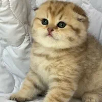 بچه گربه های جذاب iran cats|گربه|آبادان, |دیوار