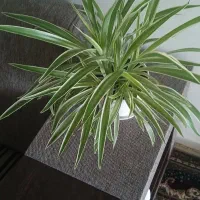 گلهای آپارتمانی