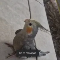 گمشده عروس هلندی