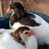 کبوترگلپنبه ای|پرنده|اصفهان, جویباره|دیوار