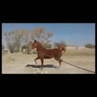 اسب کرد.16ماهه