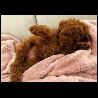 سگ توی پودل و تاینی پودل