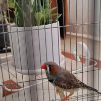 یک عدد ماده ایزابل اورنج و یک عدد نر کینگ اروپایی|پرنده|اصفهان, درب کوشک|دیوار