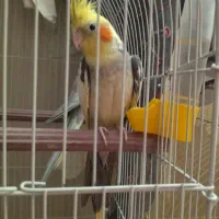 عروس هلندی ابلغ لوتیینو نر