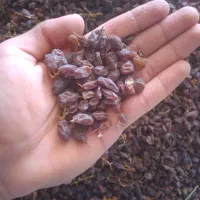 کشمش آفتابی