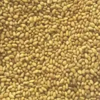 بذر قره یونجه .رنجر .همدان.