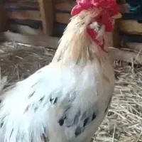 خروس گلین در حمیدیه