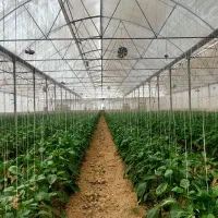 نیروی گلخانه