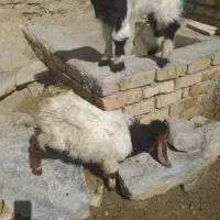 بزغاله نژدی