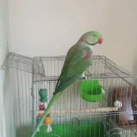 شاه طوطی سخنگو