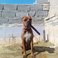 سگ باکسر ماده|سگ|رفسنجان, |دیوار