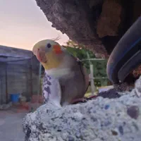 گمشده .گمشده|حیوانات|میناب, |دیوار