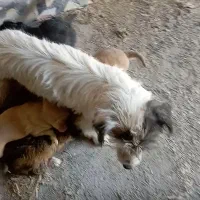 توله ی پاکوتاه|سگ|مود, |دیوار