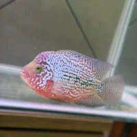 ماهی فلاور