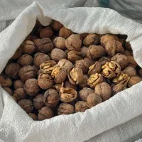 گردو خشک امسالی بصورت سنتی پوستگیری شده|خوردنی و آشامیدنی|دماوند, گیلاوند|دیوار