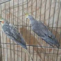 فروش یه جفت عروس هلندی و یه جفت فیشر