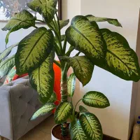 دیفن باخیا بزرگ ۱۷۰ سانتی کاملا سالم و بدون آفت