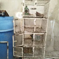 جفت خوان کبوتر