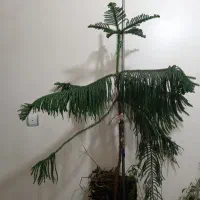 کاج مطبق