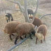 گوسفند نر|حیوانات مزرعه|دینور, |دیوار