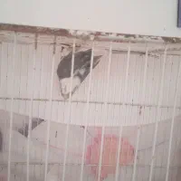 عروس هلندی|پرنده|سیدآباد, |دیوار