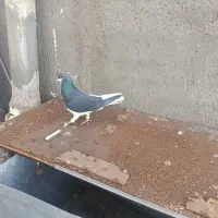 کبوتر|حیوانات|اسفرورین, |دیوار