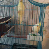 جفت عروس بالغ