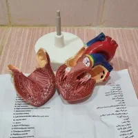 مولاژ قلب