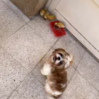 طوله نر خاص