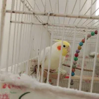 عروس هلندی لوتینو