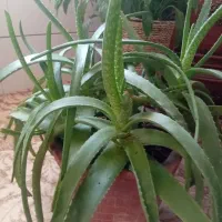 گل الوورا