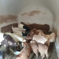 فروش بز زاییده و آبستن|حیوانات مزرعه|سبزوار, قصبه شرقی|دیوار