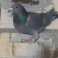 کفتر|پرنده|آباده, |دیوار