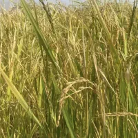 برنج کامفیروزی فروش فوری