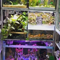 جمجمه آکواریوم ماهی تزئینی چند مدل|ماهی|مشهد, نیزه|دیوار