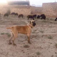 سگ گمشده ، ده میلیون مژدگانی|سگ|نیشابور, مبارکه|دیوار