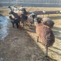 شیشگ و میش|حیوانات مزرعه|بوئین زهرا, |دیوار