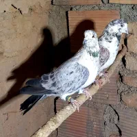 فروش کبوتر|پرنده|جوادآباد, |دیوار