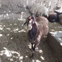 تک فروشی سرای دام مهربان ۲۴ساعته