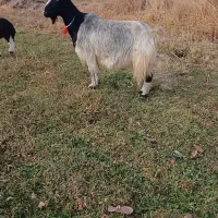 بز میش قوچ بره